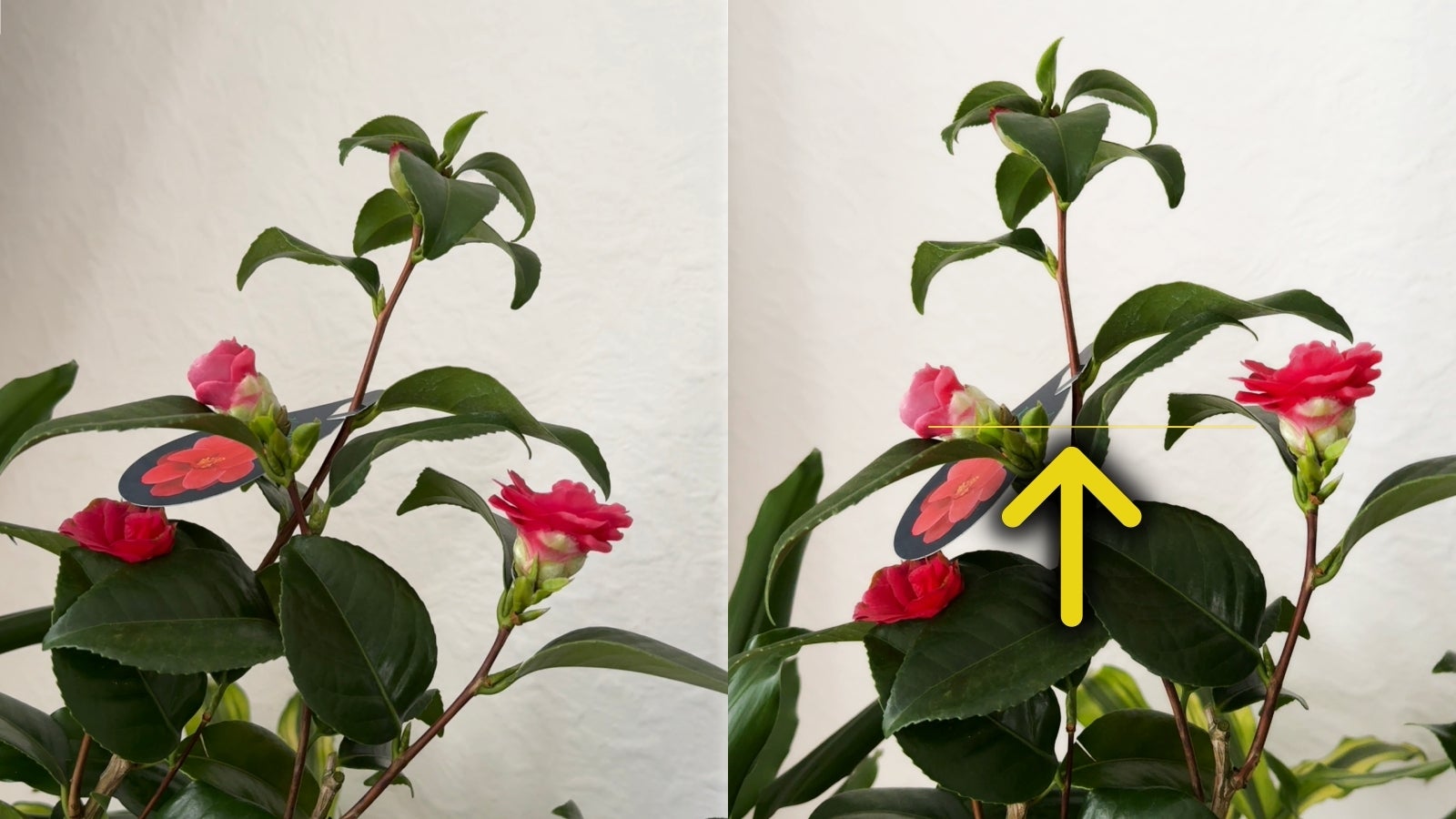 Unlike humans, photos of humans have only one orientation - straight! Using the Level in your iPhone camera should be an amendment in the constitution. - Taking photos with iPhone will never be the same: 5 game-changing camera tricks you need now!