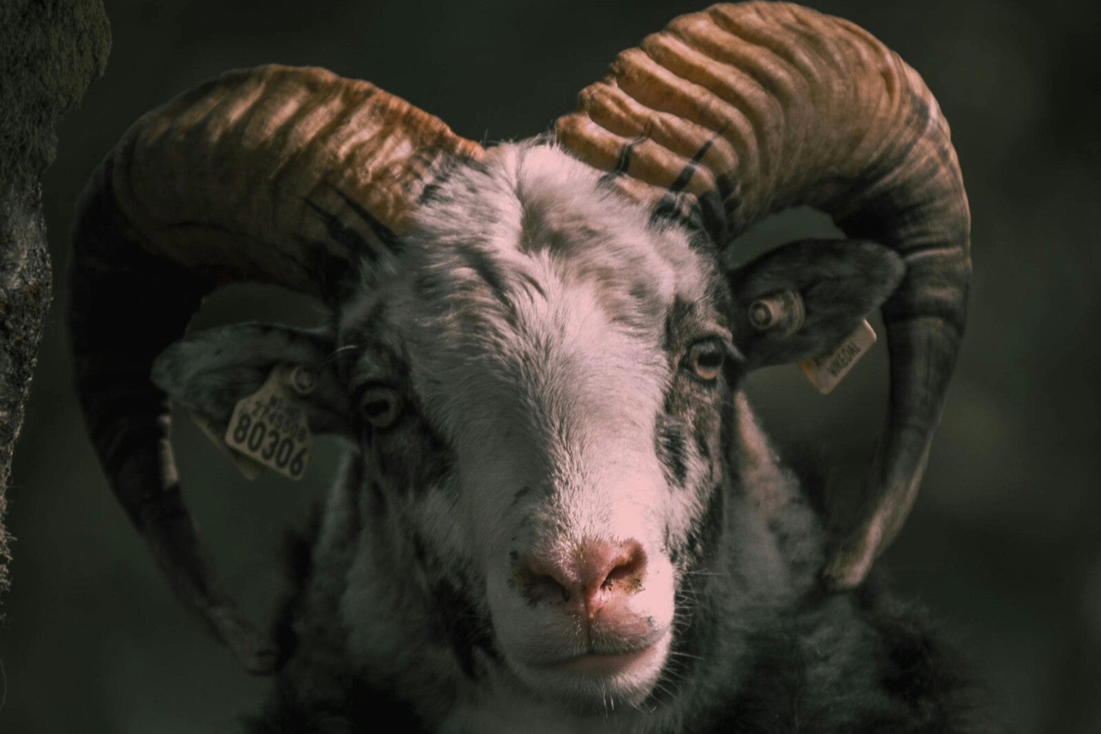 I am sorry, we are talking about a different type of ram - Is the Pixel 9 Pro XL&#039;s 16GB of RAM just AI fodder? Because I&#039;d like to use it too