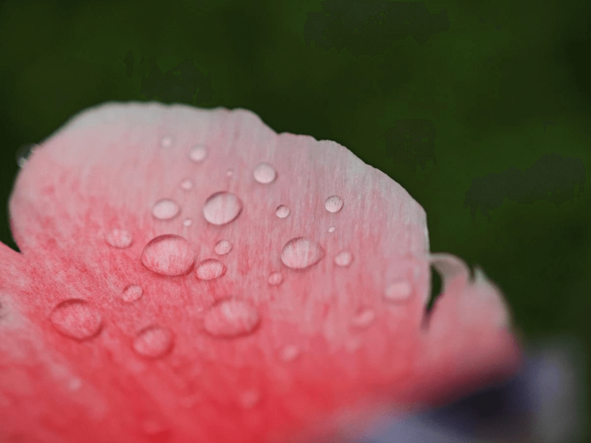 A rose petal, Xiaomi 14 Ultra, Leica Authentic, x3.2 telephoto lens. | Image credit – Xiaomi - Join the macro photography cult: here&#039;s why now is the perfect time!