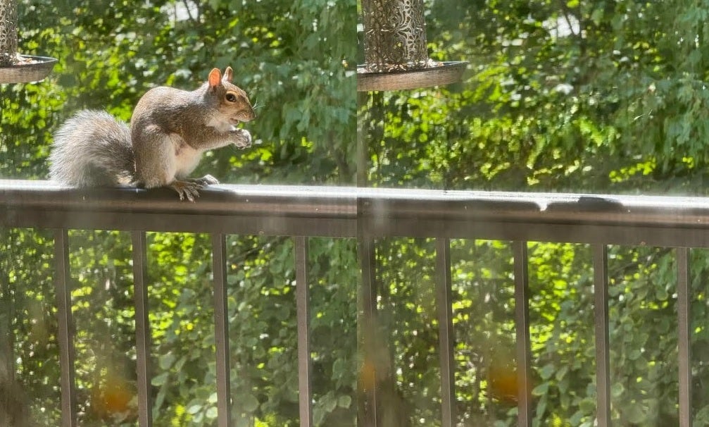 Apple's Clean UP AI feature makes a squirrel disappear without a trace of him&nbsp; appearing in the AI-edited image. |-Image credit-PhoneArena - Most aren't upgrading to iPhone 16 because of Apple Intelligence. Should you?