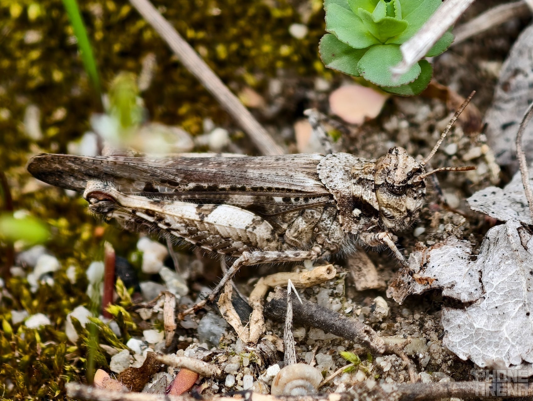 I could only take this photo of a grasshopper because I used the telephoto camera from afar and did not scare it away (Image by PhoneArena) - Apple and Samsung in trouble? This camera phone is a total game changer!