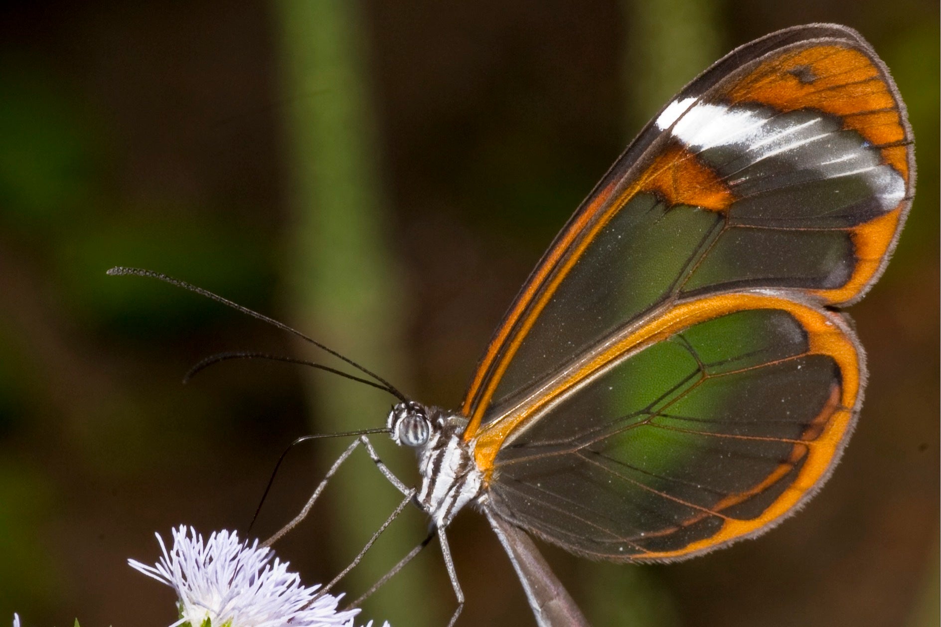 Image of the Glasswing butterfly