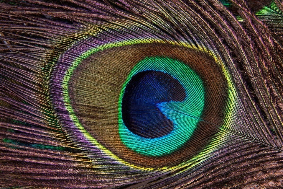 Beauty is in the eye of the beholder, but also in his pre historic brain | Image by stux - iOS 26 and Liquid Glass feel like one big cover-up operation. Here’s why