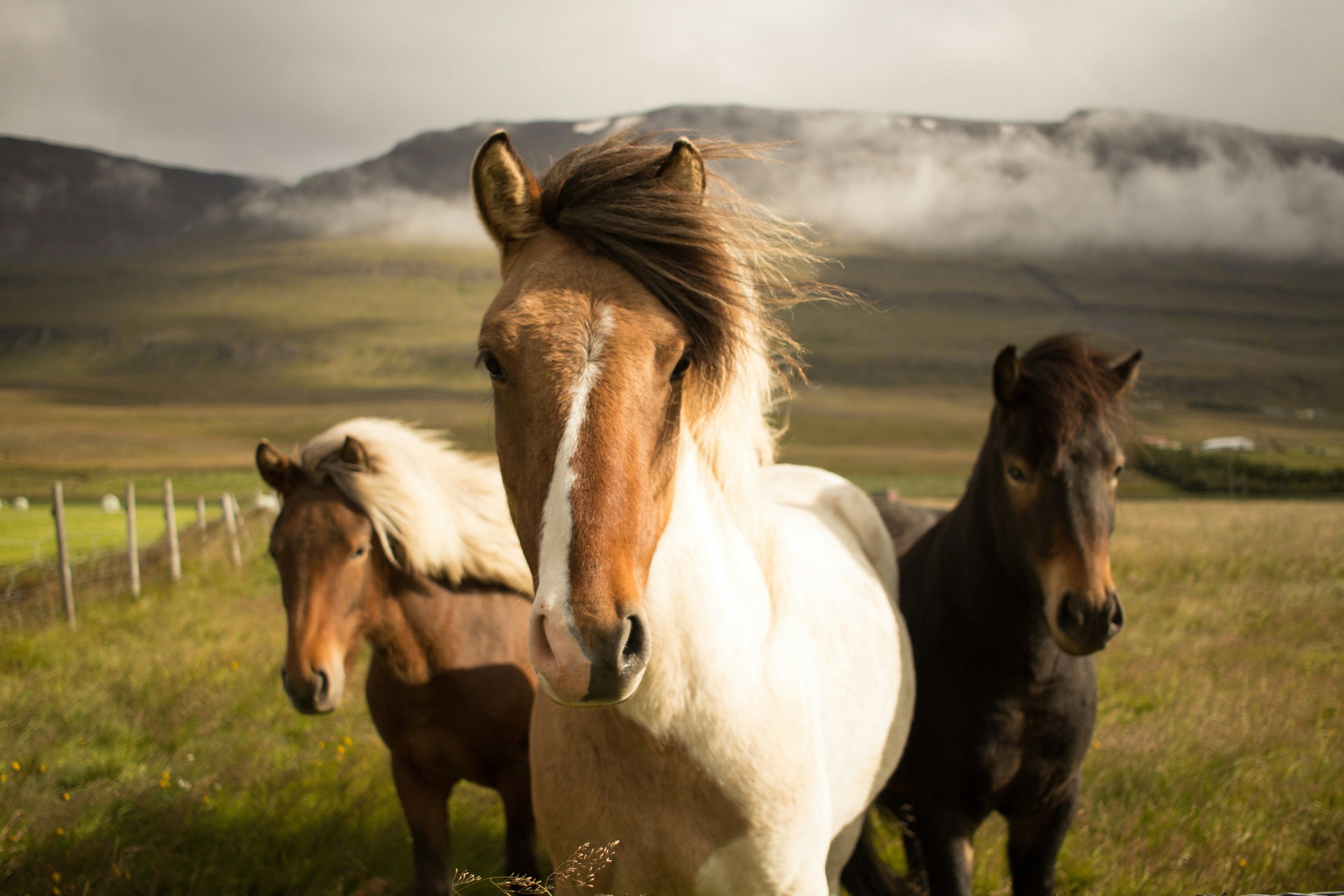 Pixel 10 devices are reportedly codenamed after horses. - Pixel 12 gets its first leak, and it’s all about primates