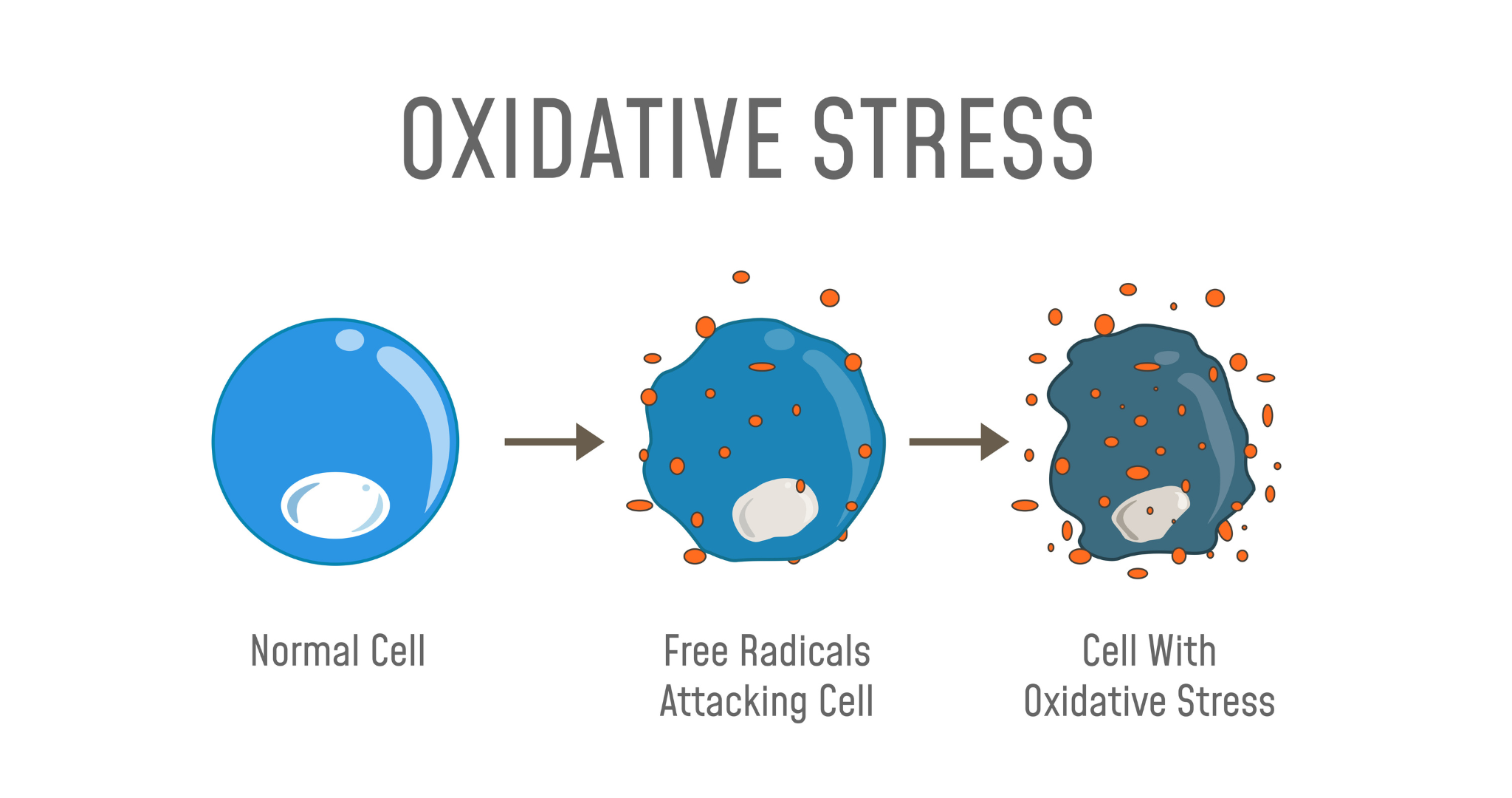 Free radicals damaging the cell | Image by Auro Wellness - Galaxy Watch 8&#039;s best feature is a scientifically proven longevity marker