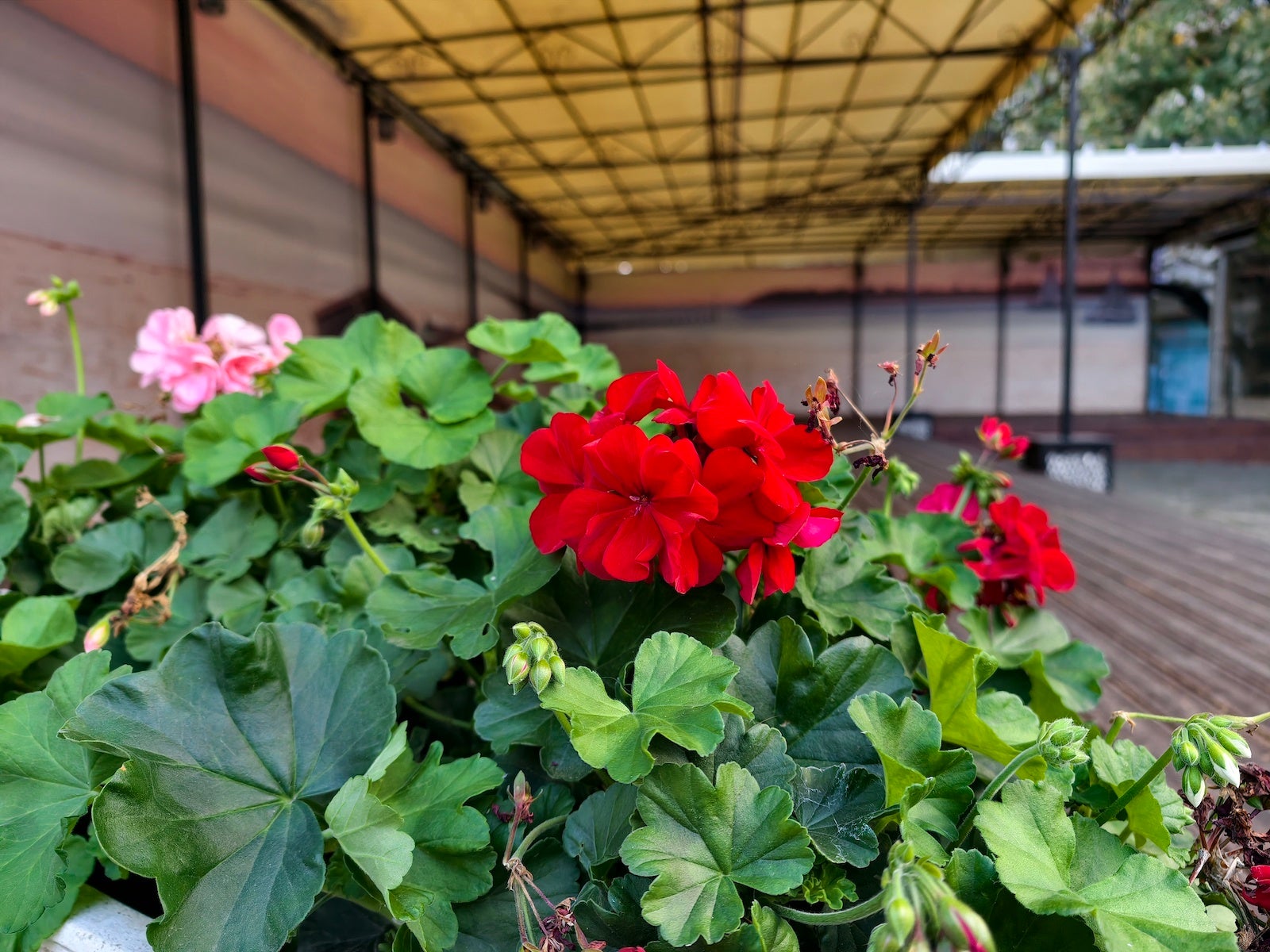 Vivo X300 Pro - Vivo X300 Pro vs iPhone 17 Pro Max: Camera samples comparison