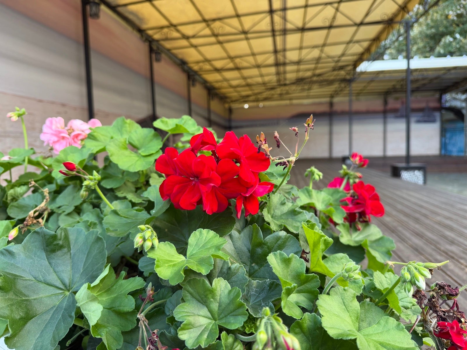 iPhone 17 Pro Max - Vivo X300 Pro vs iPhone 17 Pro Max: Camera samples comparison