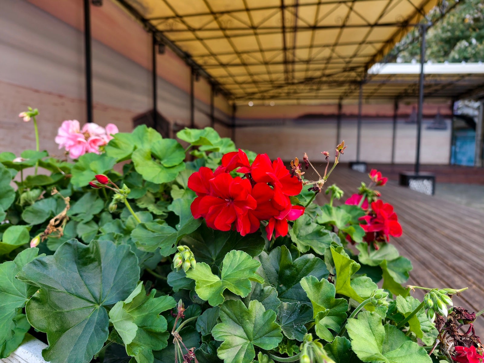 Vivo X300 Pro - Vivo X300 Pro vs Galaxy S25 Ultra: Camera comparison