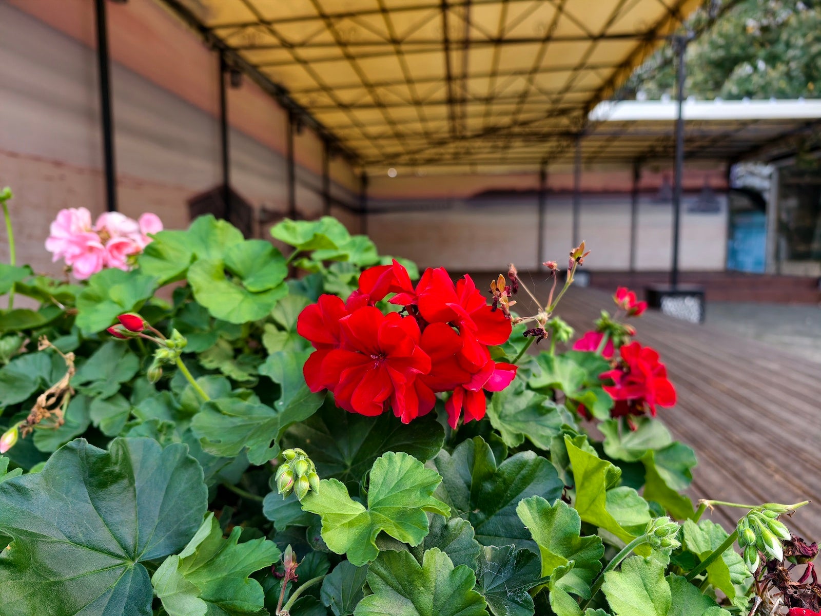 Vivo X300 Pro - Vivo X300 Pro vs Pixel 10 Pro XL: camera comparison