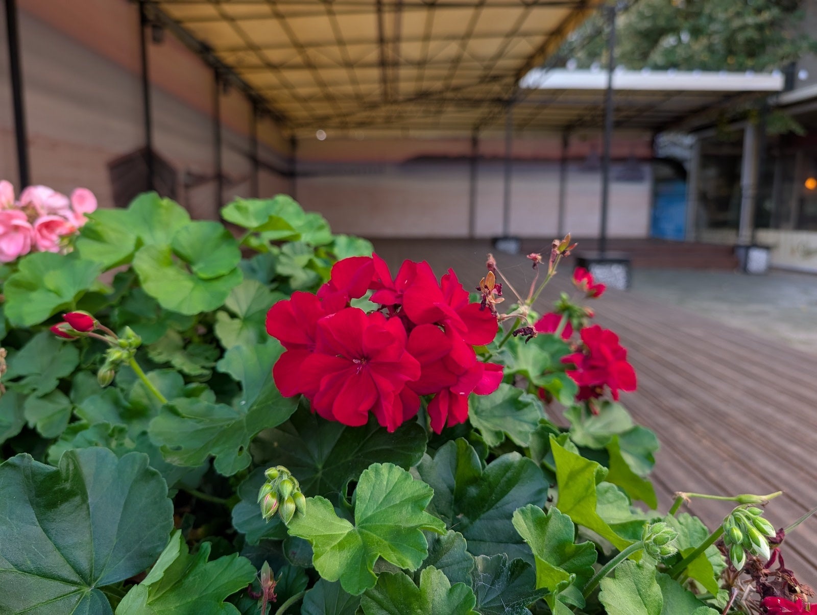 Pixel 10 Pro XL - Vivo X300 Pro vs Pixel 10 Pro XL: camera comparison