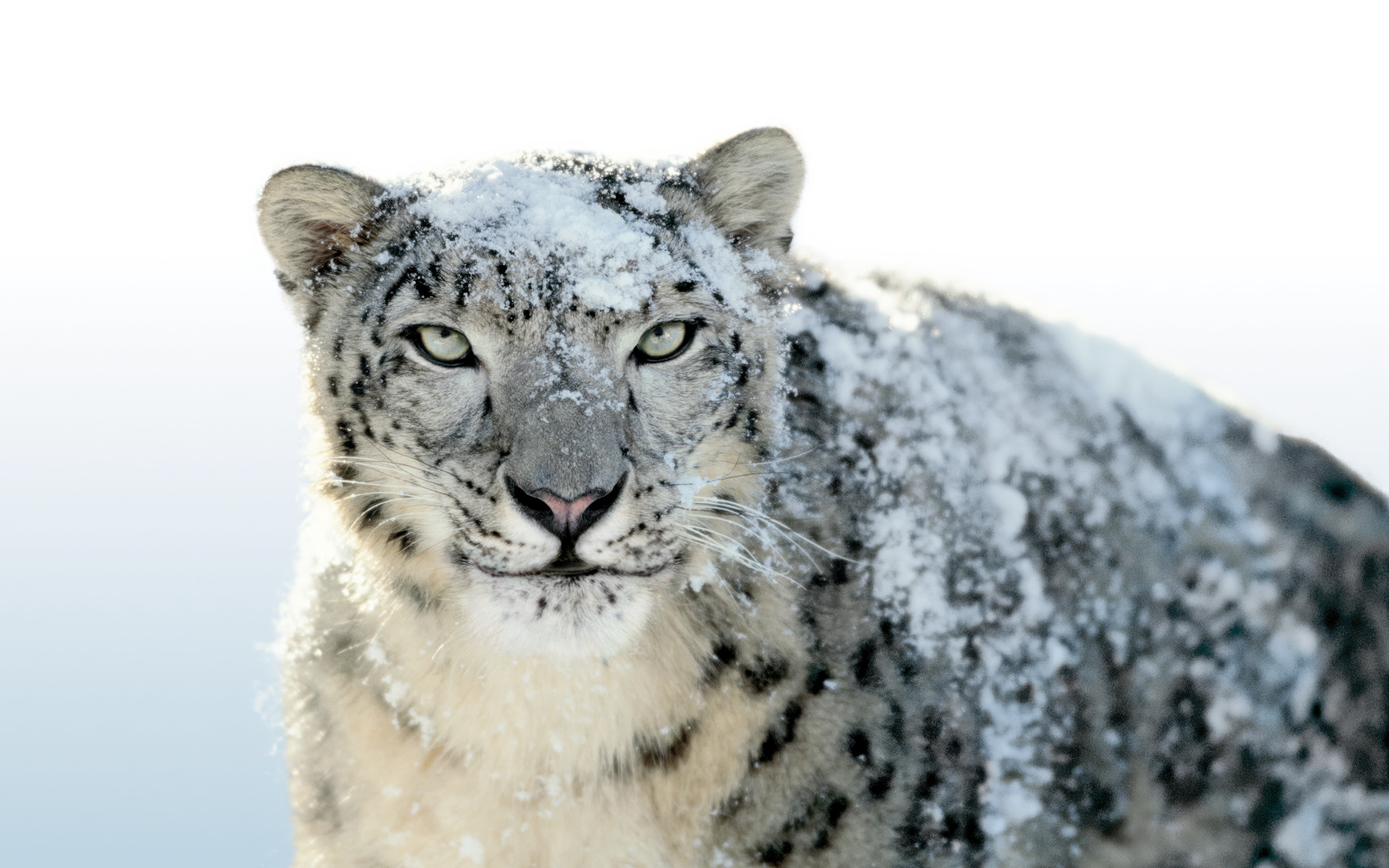 Snow leopard portrait covered in snow, close-up wildlife photo