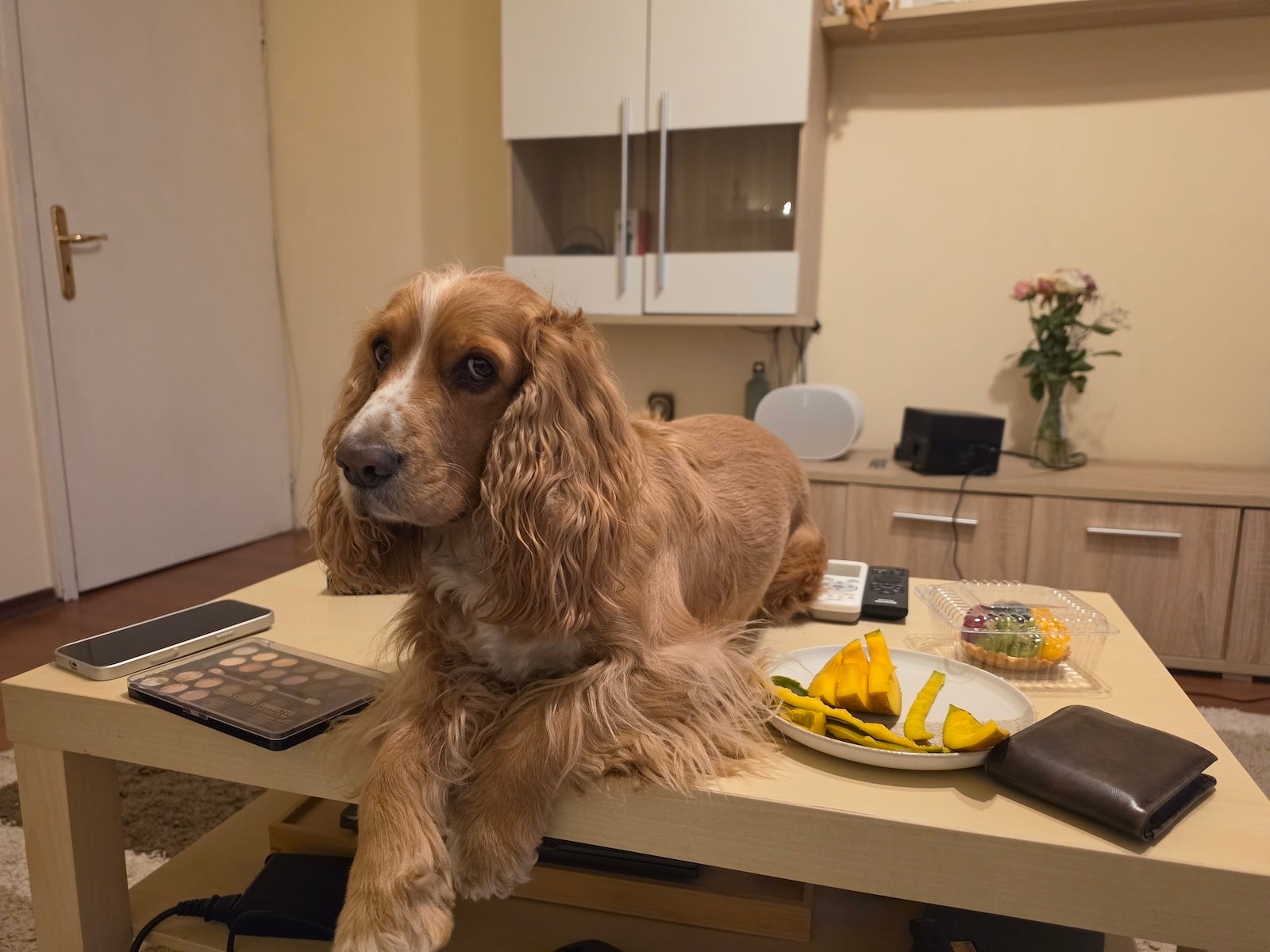 Before - Samsung Galaxy S26 Ultra’s camera vs Pets! Ultimate camera challenge