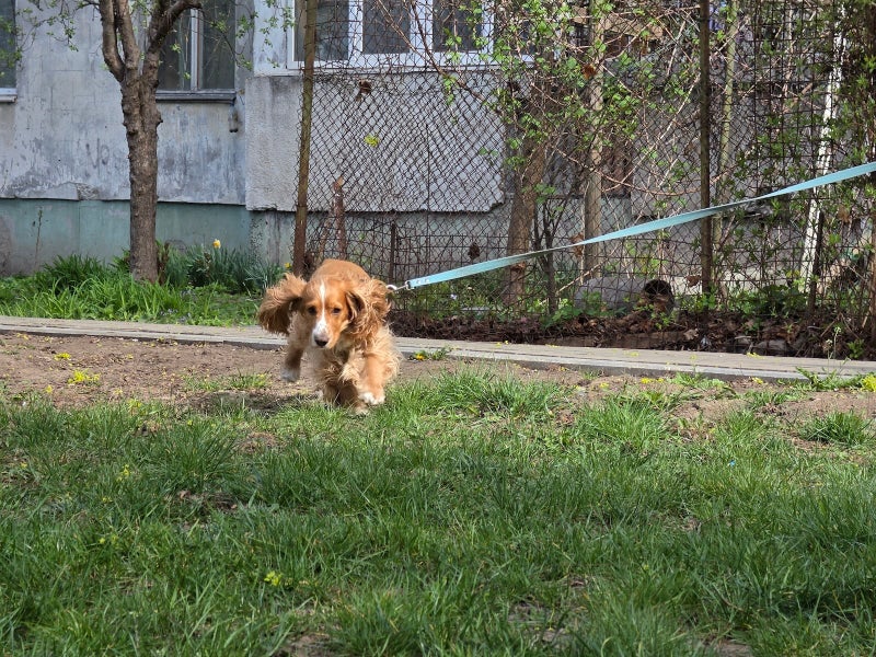 Samsung Galaxy S26 Ultra’s camera vs Pets! Ultimate camera challenge