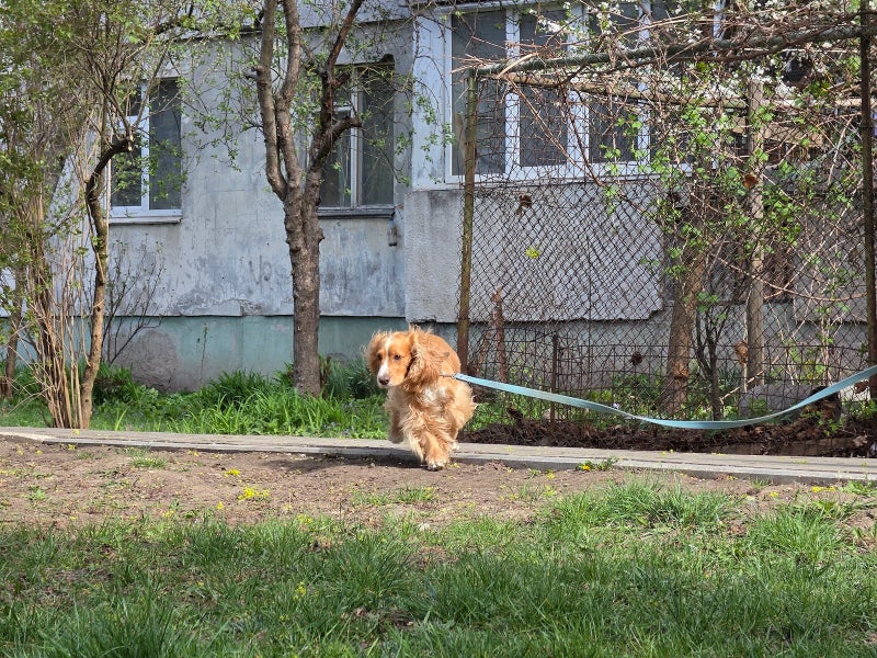 Samsung Galaxy S26 Ultra’s camera vs Pets! Ultimate camera challenge