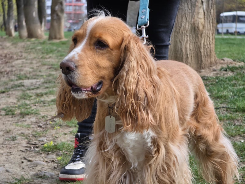Samsung Galaxy S26 Ultra’s camera vs Pets! Ultimate camera challenge