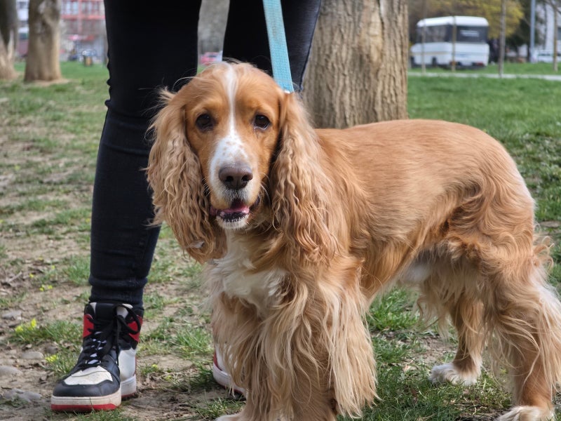 Samsung Galaxy S26 Ultra’s camera vs Pets! Ultimate camera challenge