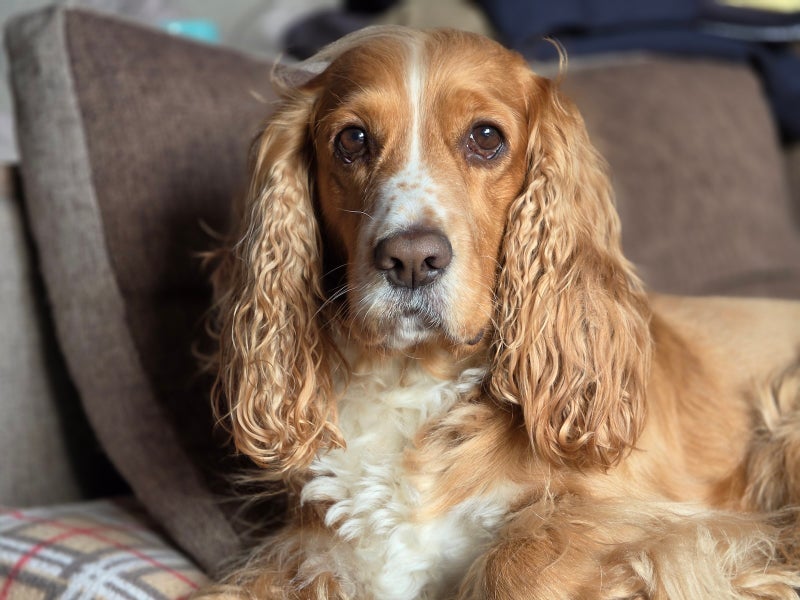 Samsung Galaxy S26 Ultra’s camera vs Pets! Ultimate camera challenge