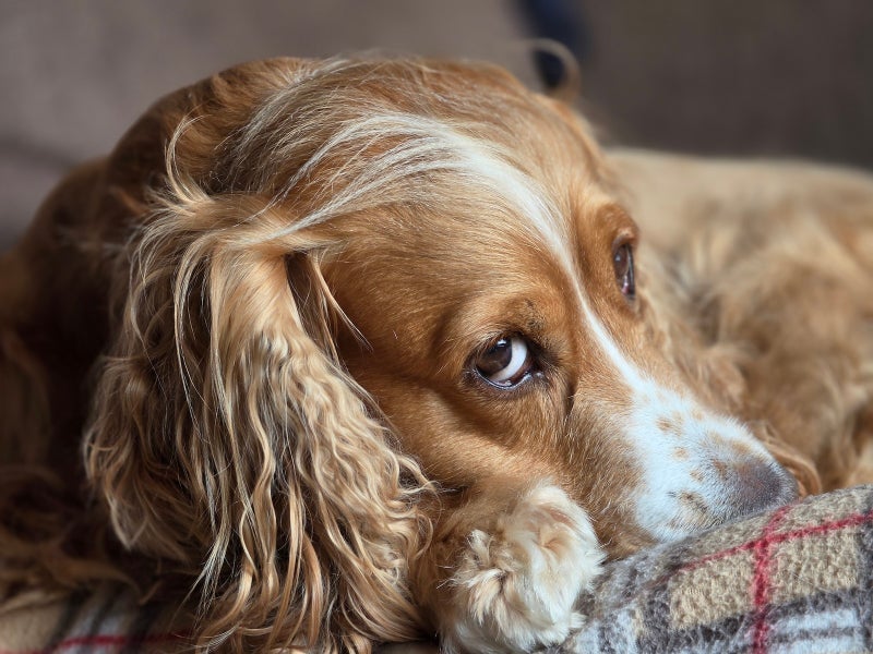 Samsung Galaxy S26 Ultra’s camera vs Pets! Ultimate camera challenge