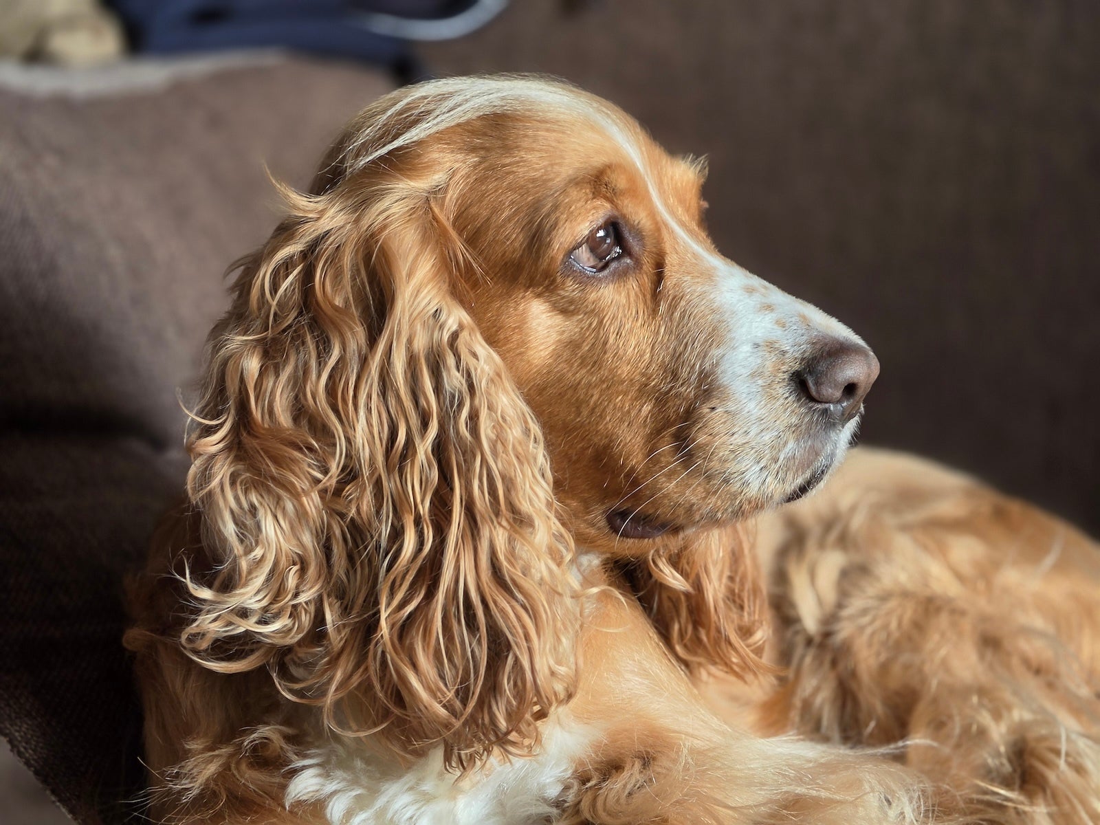 Notice the accurate separation in this image | Image by PhoneArena - Samsung Galaxy S26 Ultra&rsquo;s camera vs Pets! Ultimate camera challenge