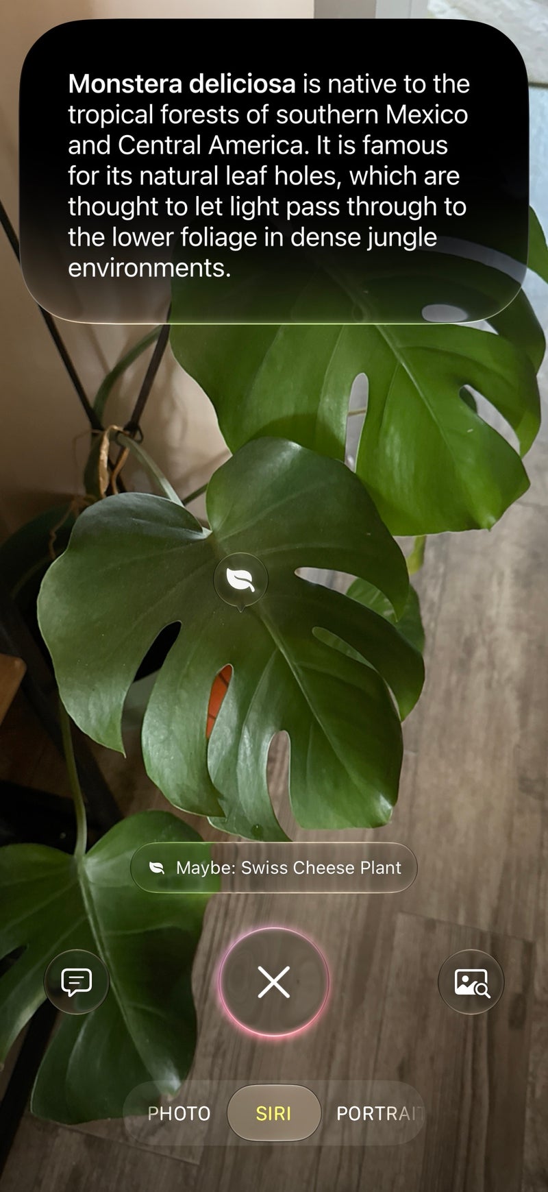 Four out of four correct, but the bar was fairly low for this test (I have mainstream plants at home).