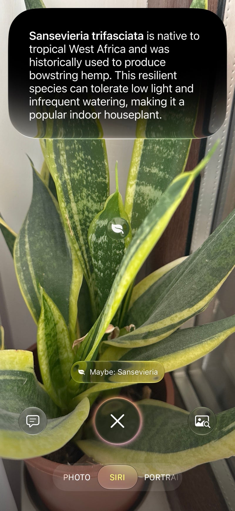 Four out of four correct, but the bar was fairly low for this test (I have mainstream plants at home).