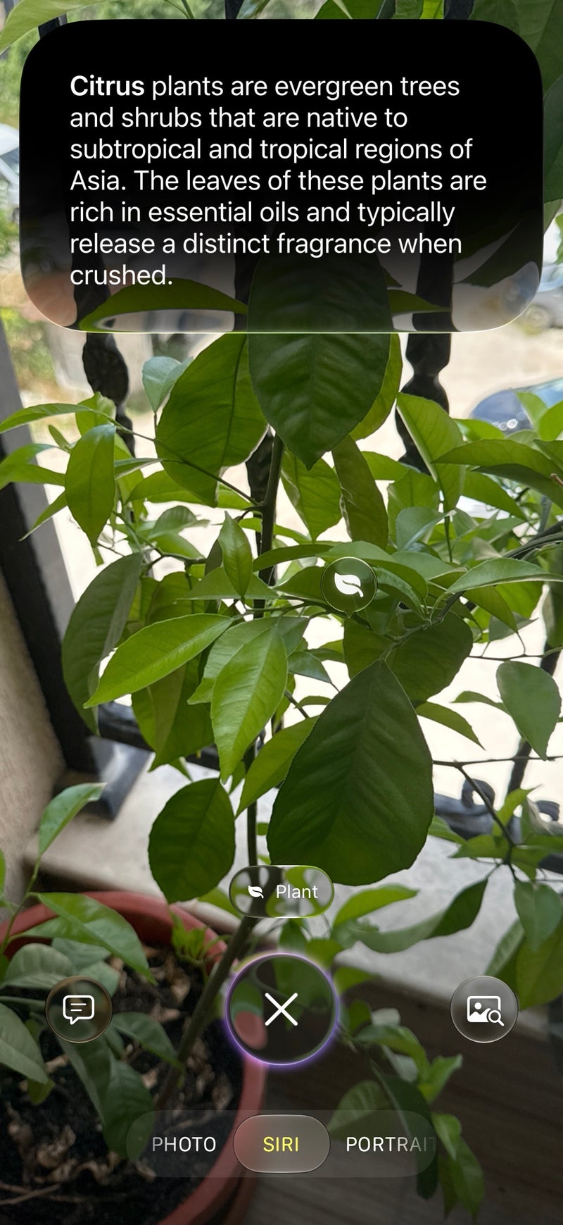 Four out of four correct, but the bar was fairly low for this test (I have mainstream plants at home).