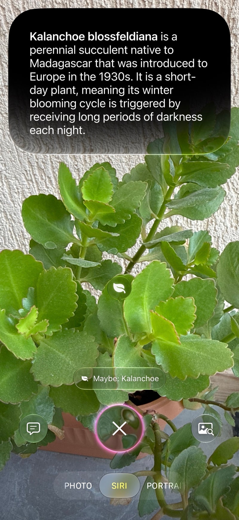 Four out of four correct, but the bar was fairly low for this test (I have mainstream plants at home).
