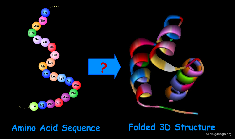 The complex 3D protein structure determines the biological role of the protein. | Image by Drug Design Org - Google killed a potentially life-saving project because of Gemini?