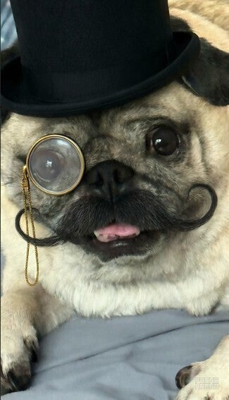 Image of pug from the Playground app.