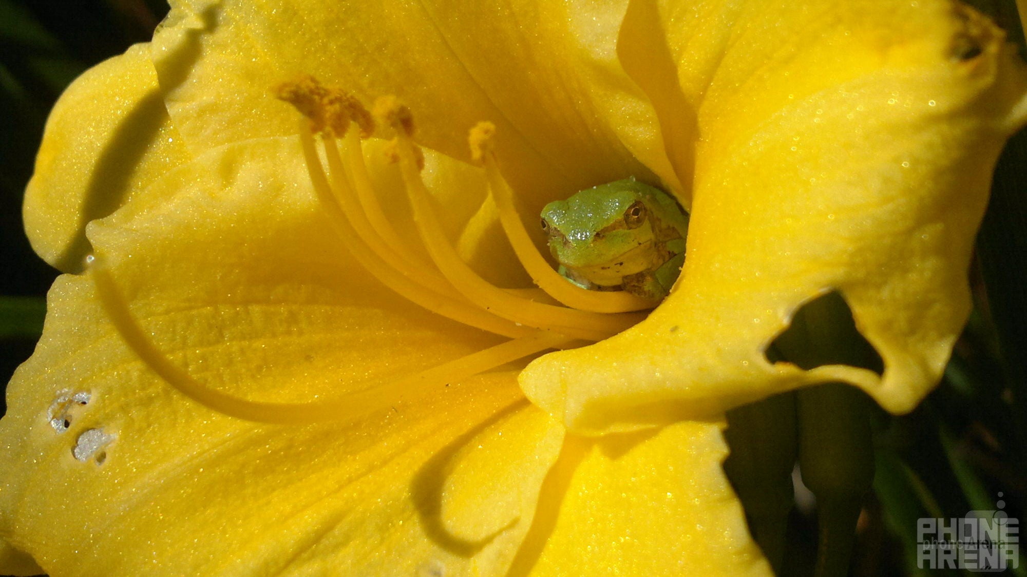 Chris - Nokia N8Frog in flower(last time's winner) - Cool images, taken with your cell phone #27