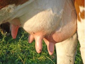 Not udder, Utter! - Video shows Android&#039;s next challenger to Siri, Utter!
