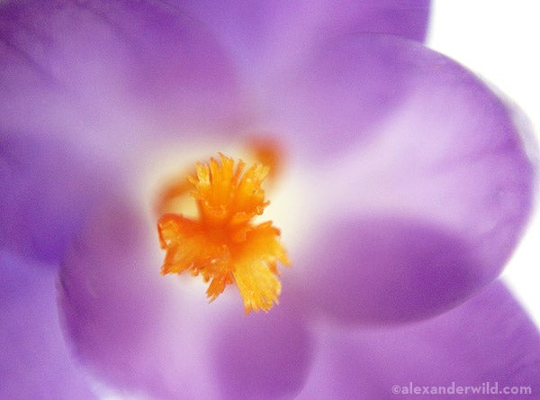 A drop of water adds macro depth to your iPhone's camera