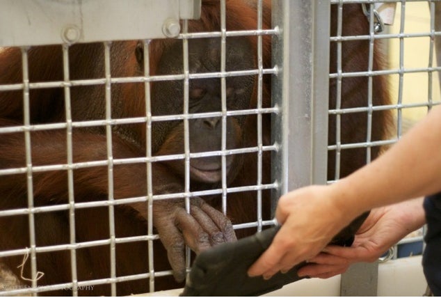 Orangutans to use iPads, video chat thanks to Apps for Apes project