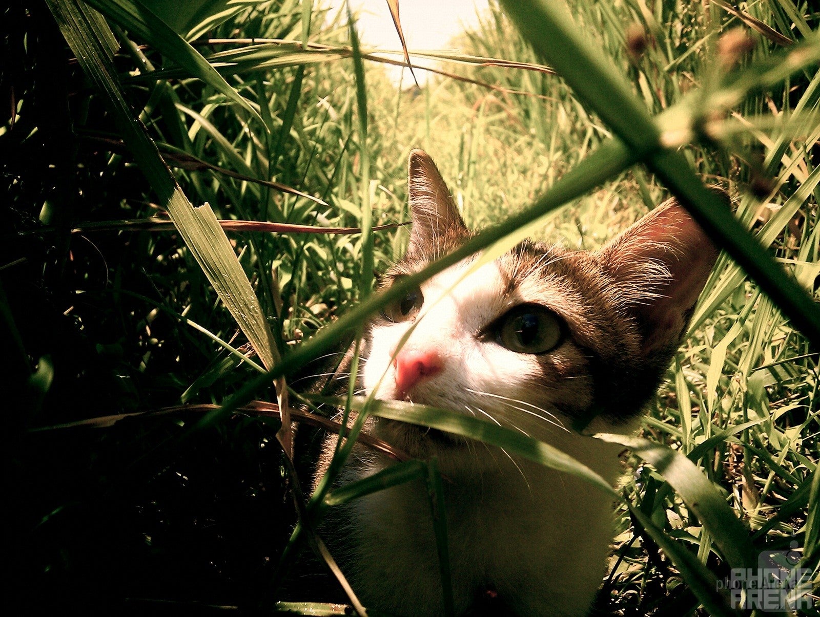 Asep Suryana - Nokia N8Last time's winner - Cool images, taken with your cell phone #44