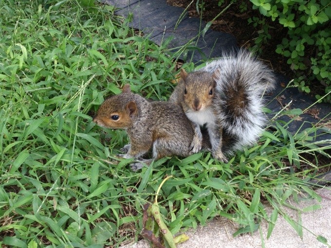 William Likens - Sony Xperia ionOur playful baby squirrels(Last time's winner) - Cool images, taken with your cell phone #54