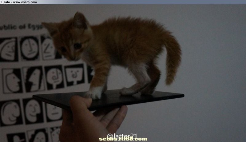 Alleged first photo of the Sony Xperia ZU aka Togari phablet leaks, kitten in tow