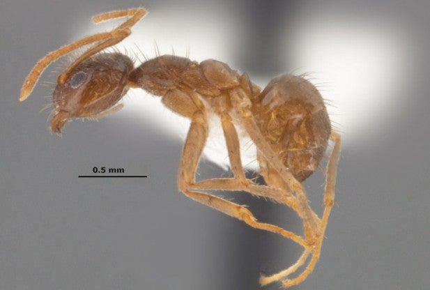 The Rasberry crazy ant will eat the inside of your smartphone - Will ants eat the inside of your smartphone?