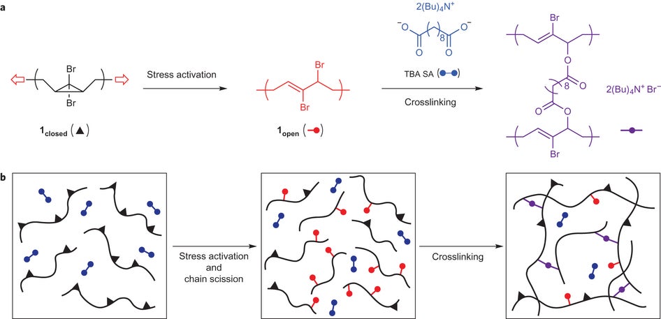 Imagine plastic that gets stronger when stressed, drop-proof devices here we come!