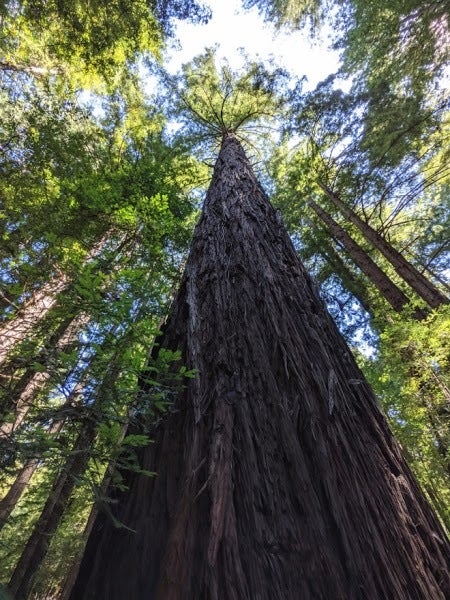 Google Pixel 4a 5G camera samples - Google Pixel 4a 5G vs Google Pixel 4a