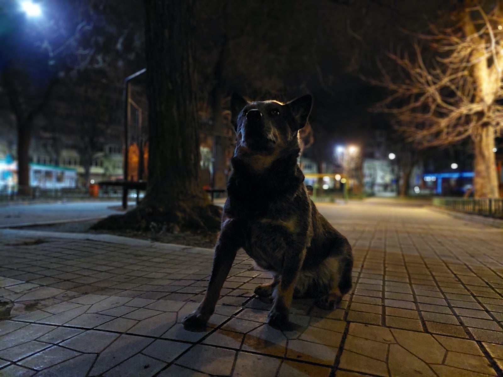 Portrait mode at night - Samsung Galaxy A52 review: solid all around!