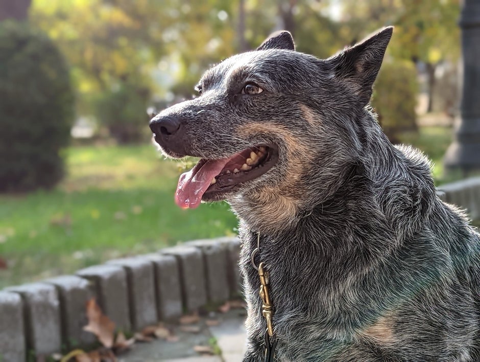 Pixel 6 Portrait Mode - Google pixel 6 review: big brain, small price