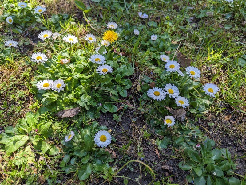 Pixel 7 Pro