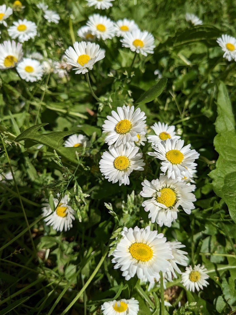 Pixel 6a