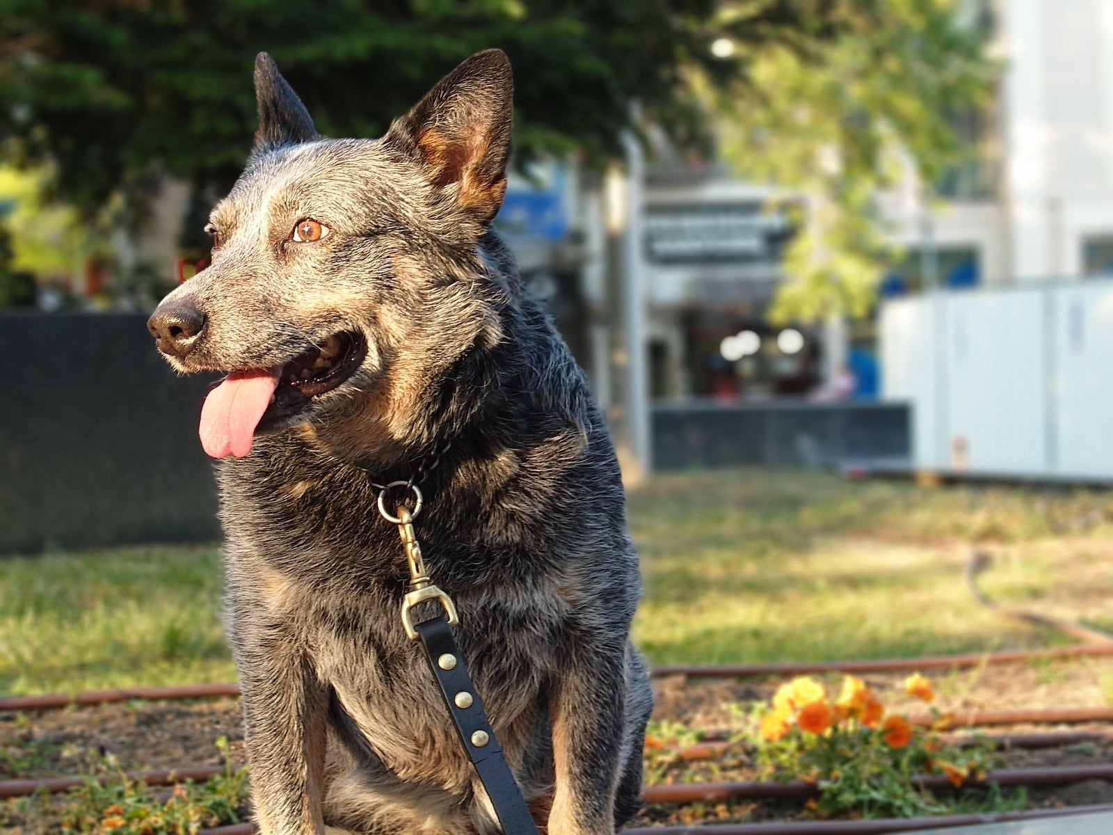 Bokeh On max - Sony Xperia 1 V review: picture this