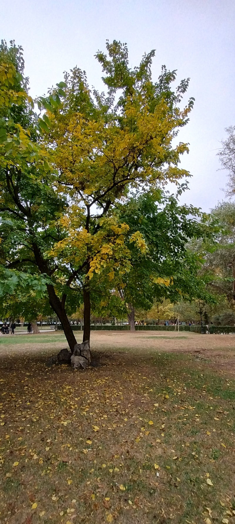 Ultra-wide during the day