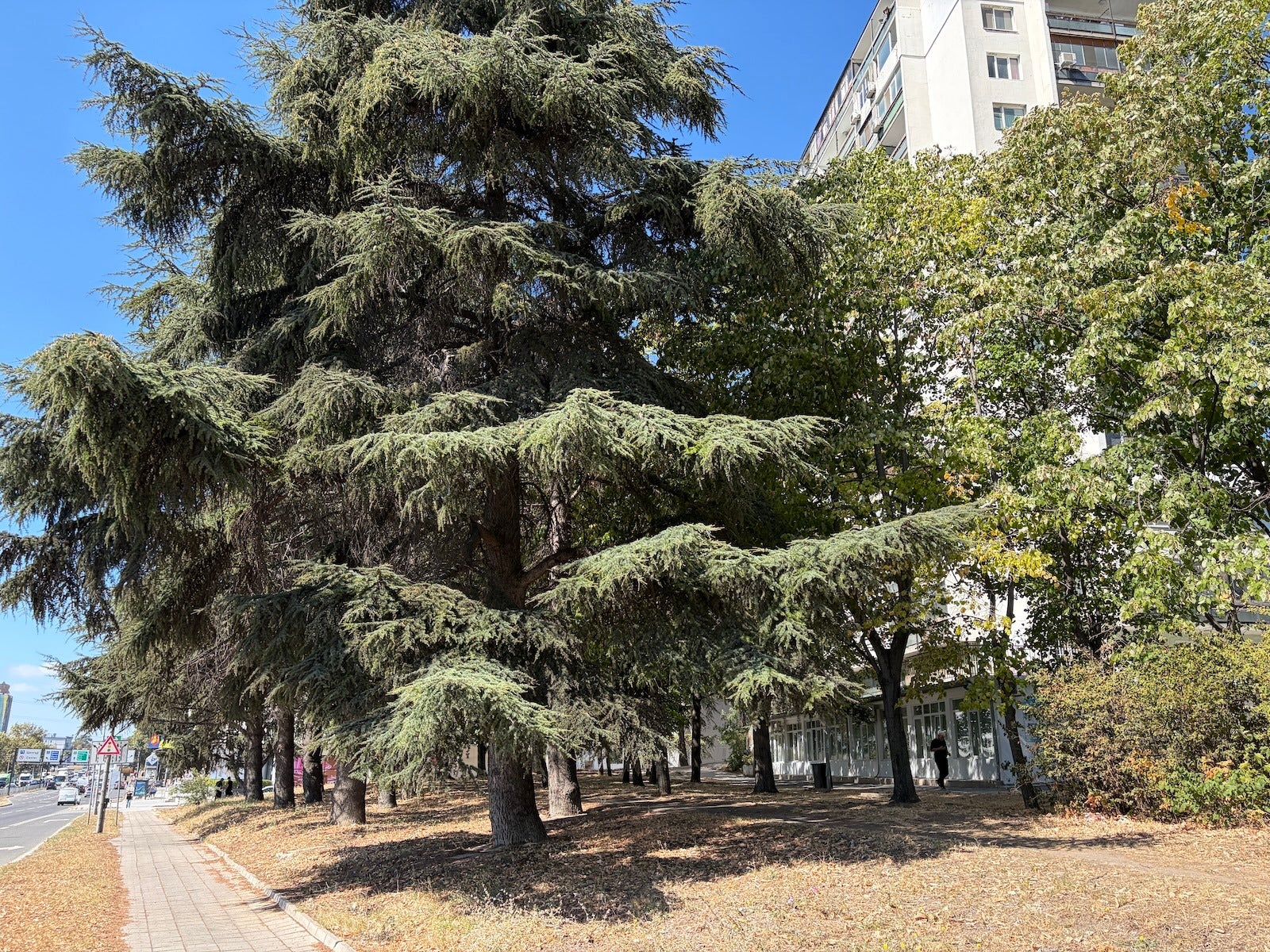 iPhone 17 - iPhone 17 vs Galaxy S25: Who wins the $799 flagship battle of 2025?