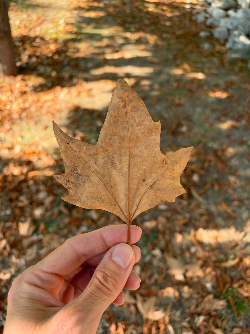 f1.8