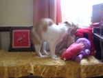 Sonki
