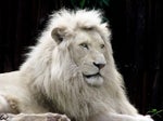 king_of_lions